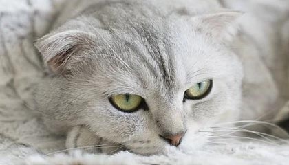 开云kaiyun-博洛尼亚袭占对手阵地，全力以赴，博洛尼亚站